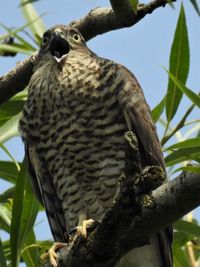 Low angle view of eagle perching on tree