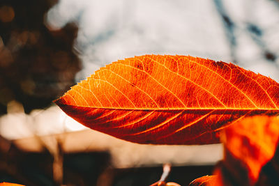 Close-up of autumn leaf