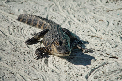 High angle view of crab on sand