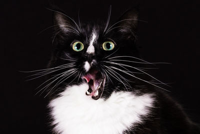 Close-up of cat yawning against black background