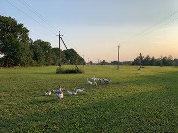 Scenic view of grassy field against sky