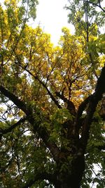 Low angle view of trees