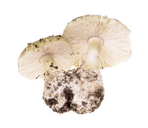 Close-up of mushrooms against white background