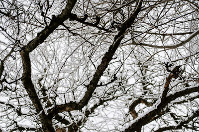 Low angle view of bare tree against sky