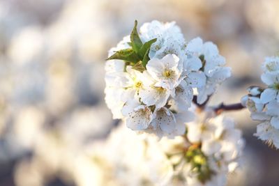 Close-up of white cherry blossom tree