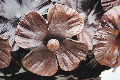 High angle view of flowering plant