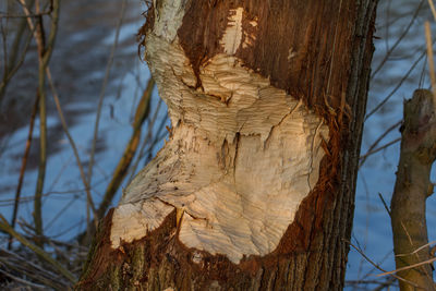 Close-up of tree trunk