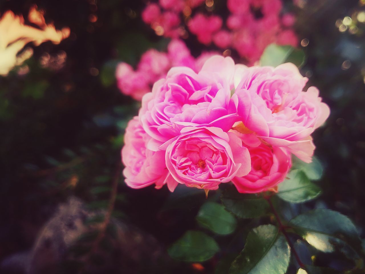 CLOSE-UP OF PINK ROSE PLANT