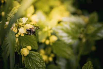 Yellow blooming nettle and bumblebee. close-up of green leaves and yellow flowers