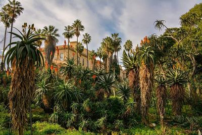 Palm trees against cloudy sky