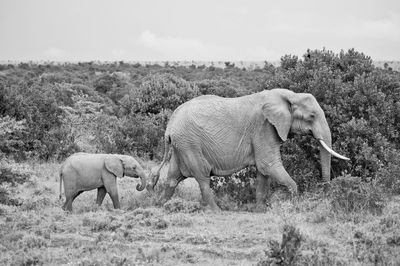 Side view of elephant on field