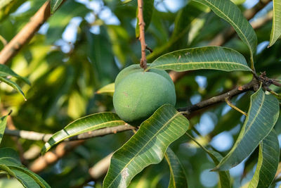 Close-up of fruits growing on tree