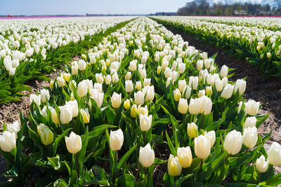 Close-up of white tulips on field