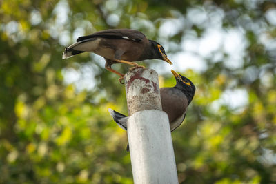 Low angle view of bird perching on branch