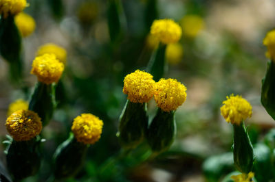 Close-up of yellow flowering plant