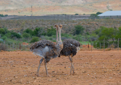 ostrich