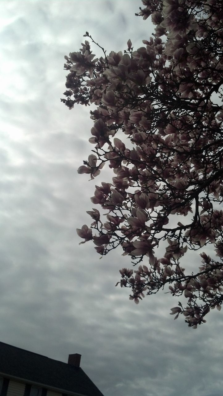 low angle view, sky, tree, branch, cloud - sky, flower, built structure, growth, nature, cloudy, building exterior, architecture, beauty in nature, cloud, day, outdoors, no people, cherry blossom, blossom, house