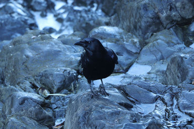 High angle view of bird perching on rock