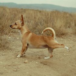 Dog on field against sky