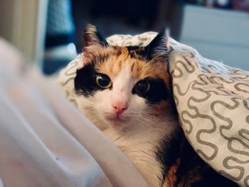 Close-up portrait of a cat