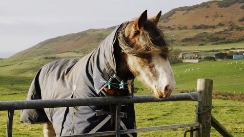 Horse standing on field against sky