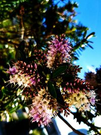 Low angle view of pink flowers blooming on tree