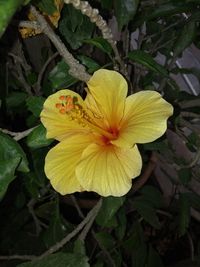 Close-up of day lily blooming outdoors