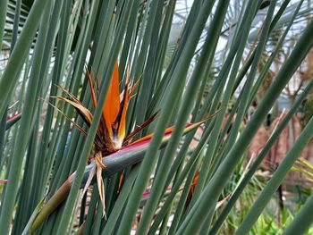 Close-up of plants