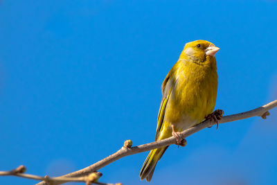 Low angle view of bird perching on branch against blue sky