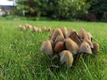 Close-up of mushrooms growing on field