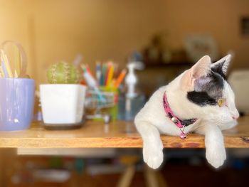 Close-up of a cat