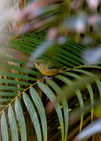 branch