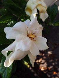 Close-up of white day lily blooming outdoors