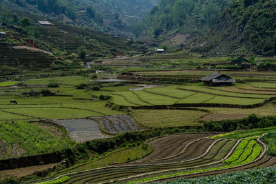 Scenic view of agricultural field