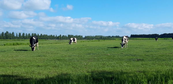 Typical dutch landscape with cows in a meadow under a blue summer sky
