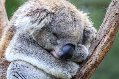 Close-up of animal sleeping on tree