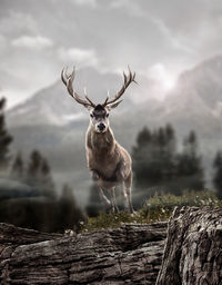 Portrait of giraffe standing on mountain against sky