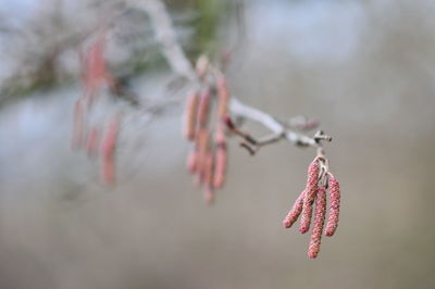 Close-up of pink twig hanging on branch