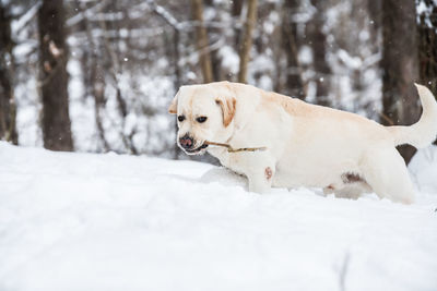 Dog on snow covered land