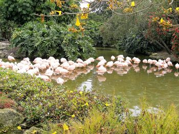 Birds perching on tree by lake