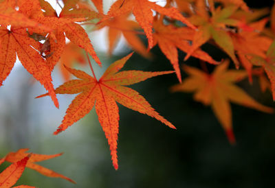 Close-up of maple leaves during autumn