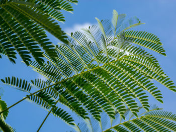 Low angle view of palm tree against sky