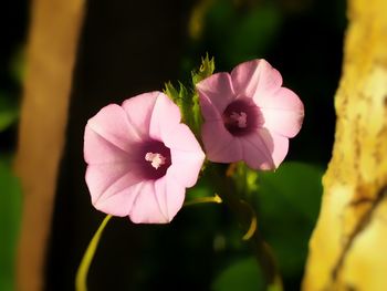 Close-up of pink flower blooming outdoors