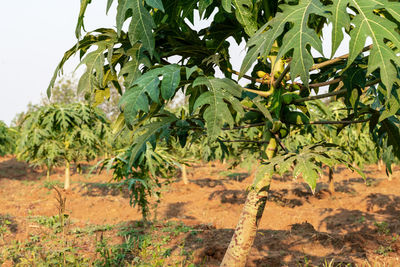 Plants growing on field