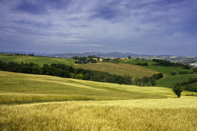 Scenic view of agricultural field against sky