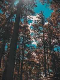 Low angle view of trees in forest against sky