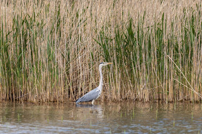 High angle view of gray heron on lake