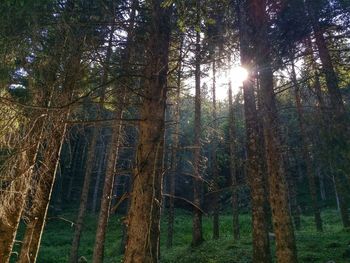 Sun shining through trees in forest