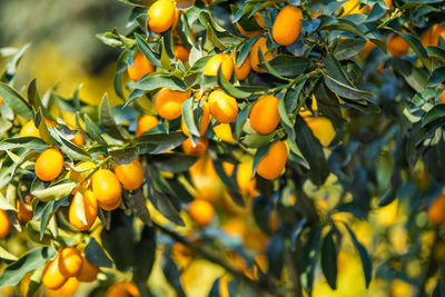 Low angle view of fruits growing on tree