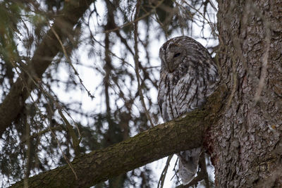 Low angle view of bird perching on tree